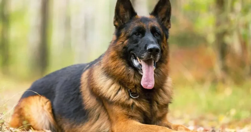 South Florida German Shepherds