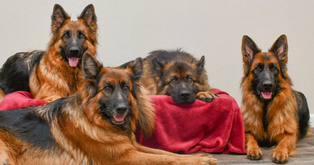 The 5 Best German Shepherd Breeders 
