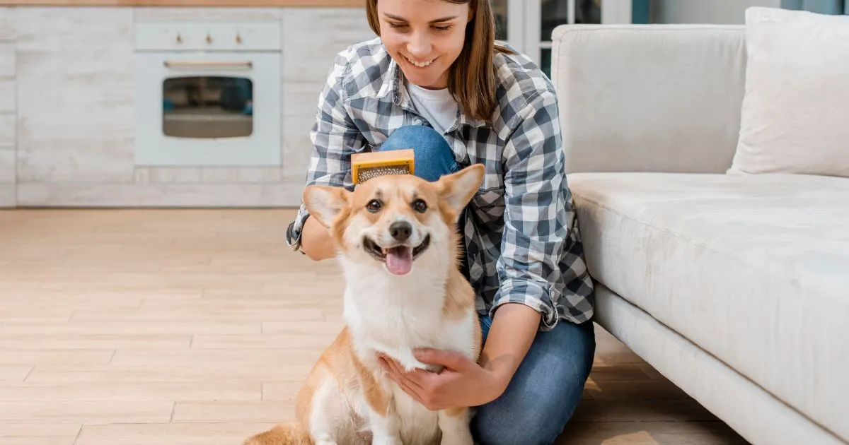 The Best Brush To Use For Siberian Husky