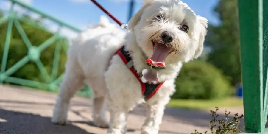 They’re an Ideal Companion Dog They’re an Ideal Companion Dog