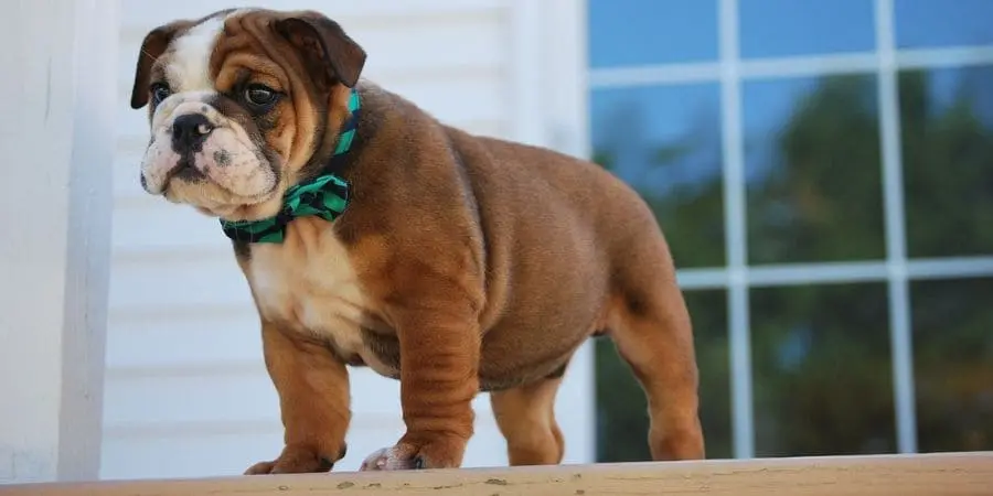 Those Bulldog Jaws Are Powerful Those Bulldog Jaws Are Powerful