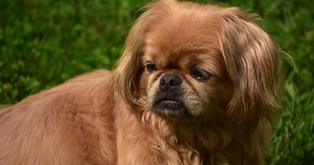 Top Cocker Spaniel Hairstyles