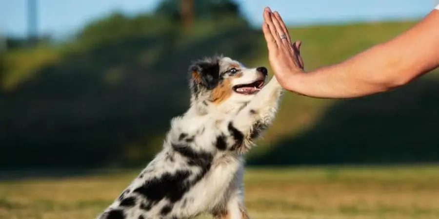 Trick training Trick training