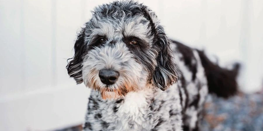 Understanding the Bernedoodle Coat Understanding the Bernedoodle Coat