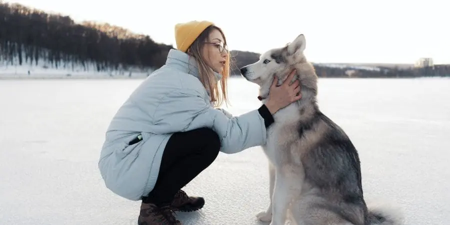 Understanding the Husky Coat Understanding the Husky Coat