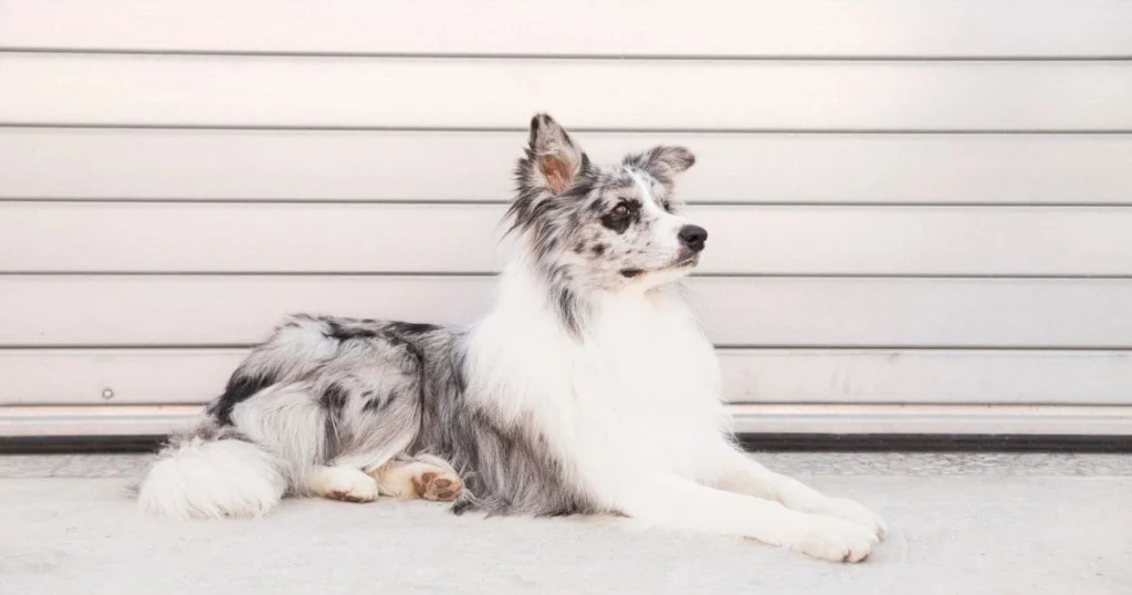 Understanding the Two Varieties Understanding the Two Varieties