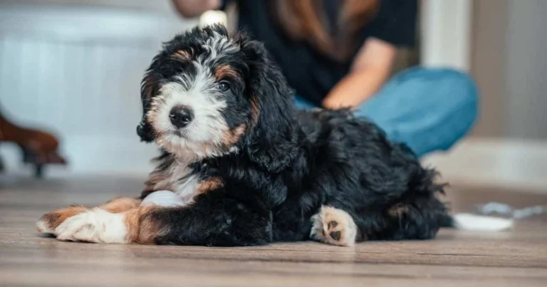 How to Groom Your Bernedoodle