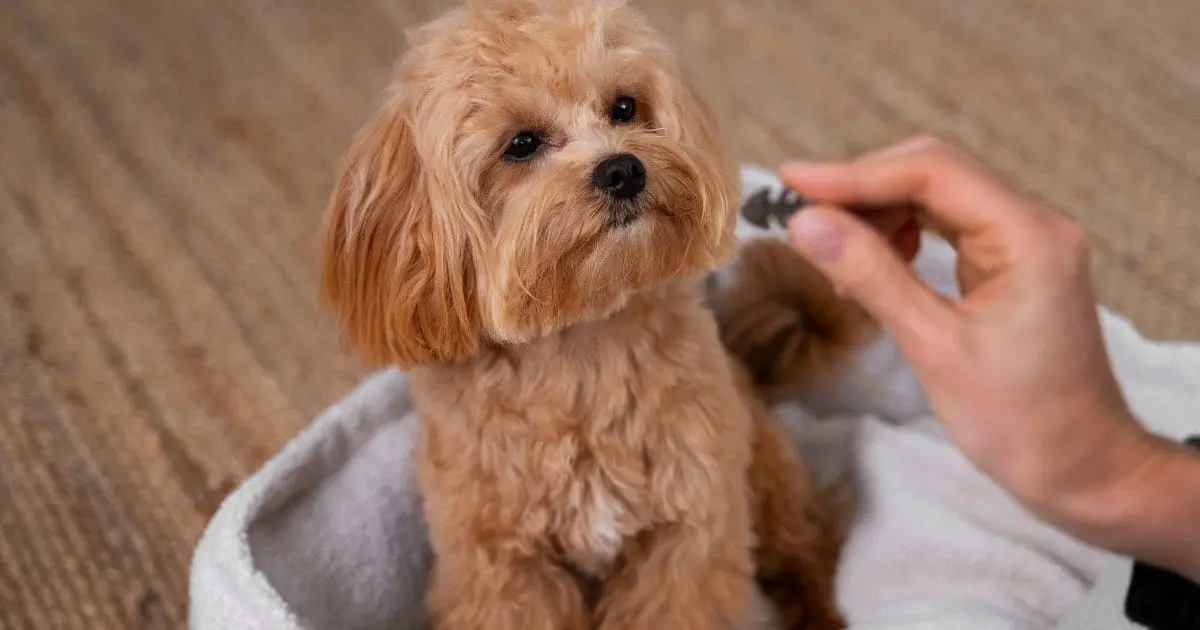 How to Groom Your Mini Long Haired Dachshund