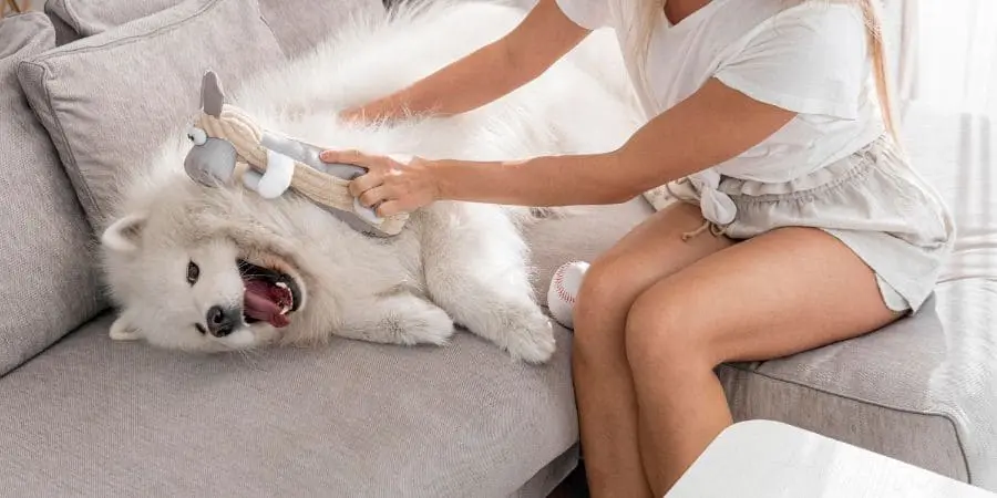 Untitled-design-_2_-_1_ Can I Groom My Cocker Spaniel Myself at Home?