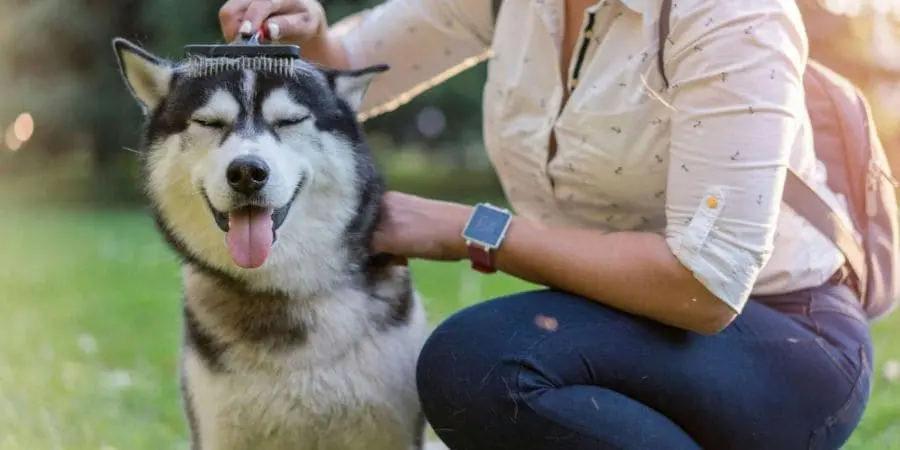 Untitled-design-_4_-_1_ (1) Hartz Groomer's Best Combo Dog Brush