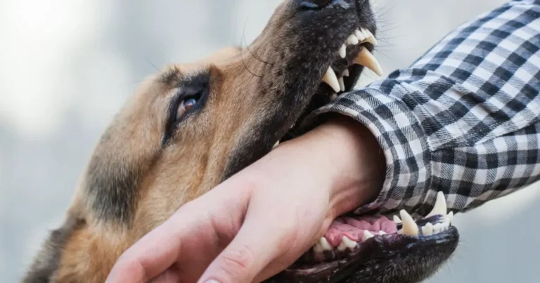 What Is A Dogs Bite Force