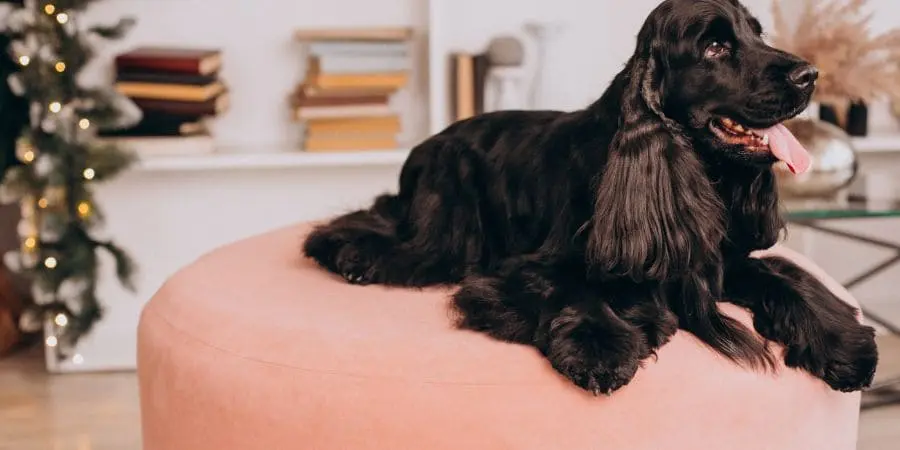 What Tools and Treats Do I Need To Groom My Cocker Spaniel What Tools and Treats Do I Need To Groom My Cocker Spaniel