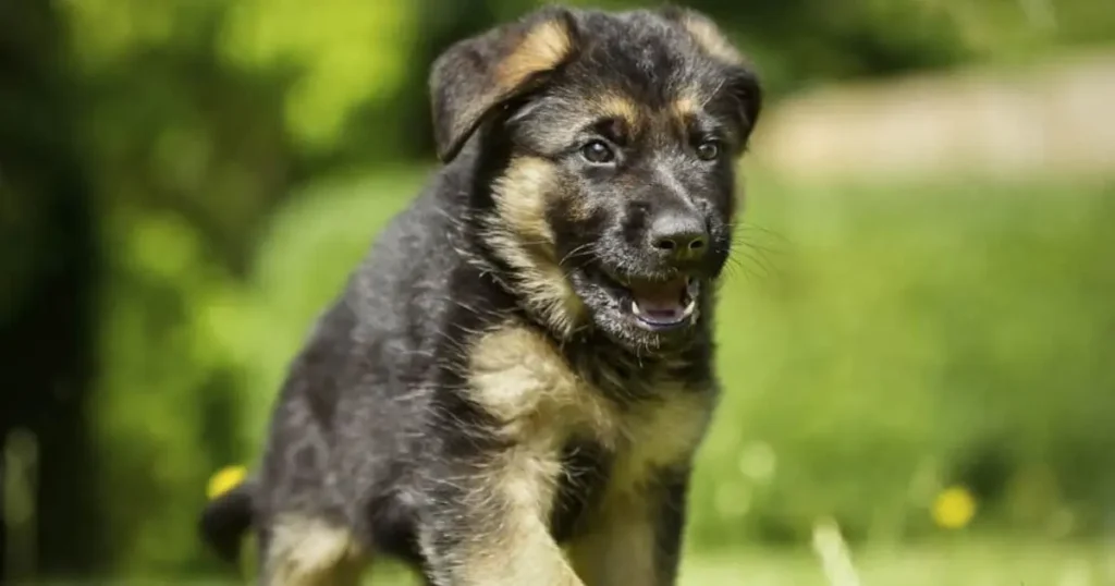 What to Consider When Looking for German Shepherd Puppies