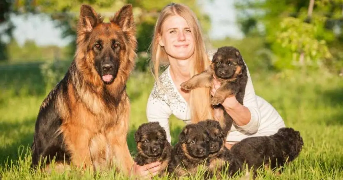 best german shepherd breeders