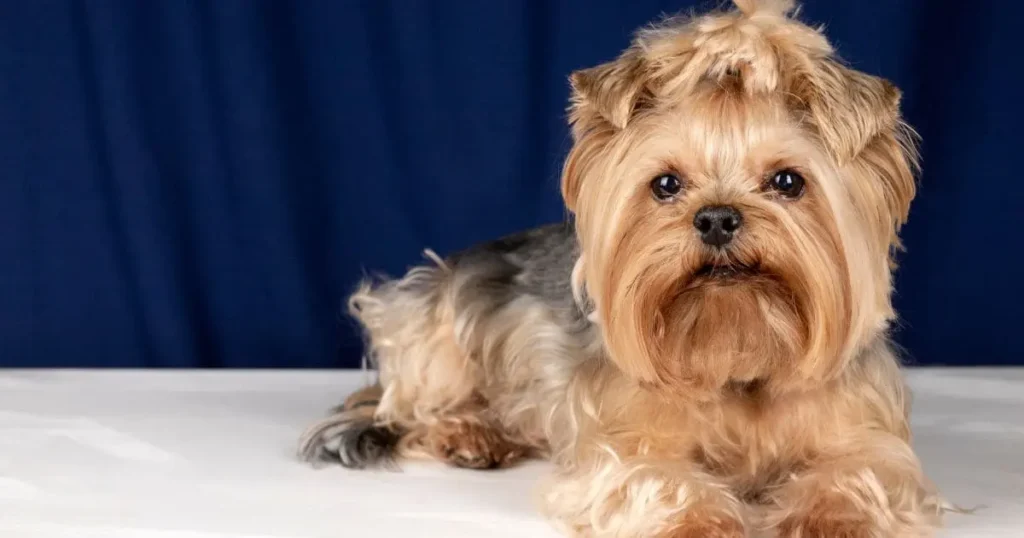 choosing-the-right-cut-for-your-schnauzer-_1_ choosing-the-right-cut-for-your-schnauzer-_1_