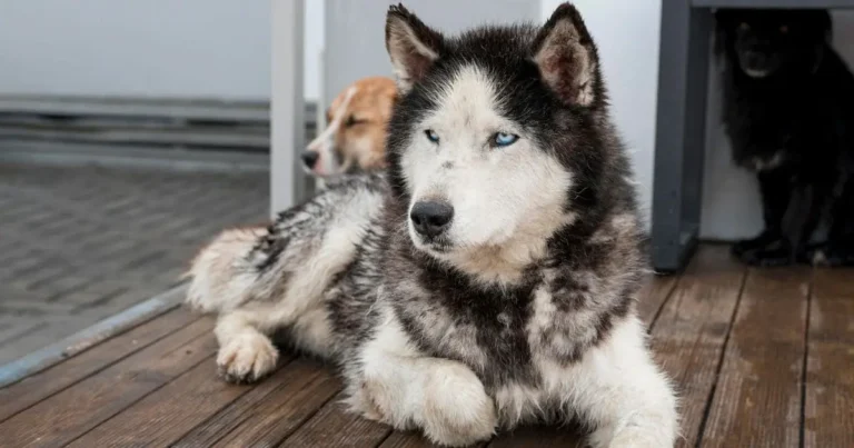 german shepherd puppies for sale boston