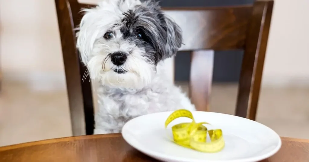 health-and-nutrition-impact-on-grooming-_1_ Health and Nutrition Impact on Grooming