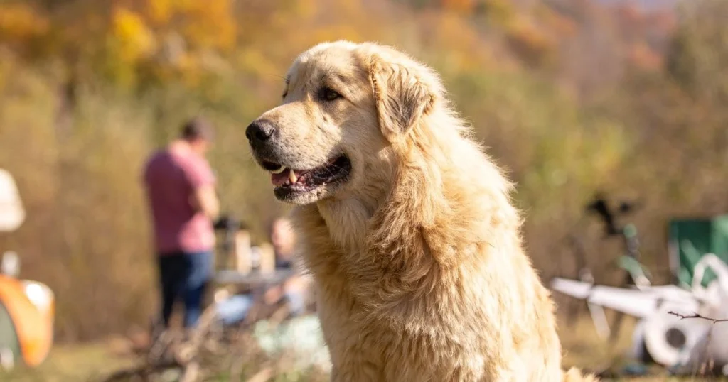 how-much-do-golden-retrievers-shed (1) (1) Do Golden Retrievers Shed?