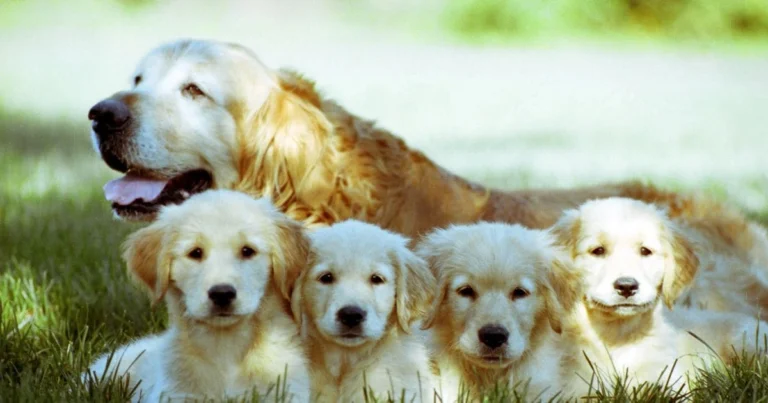 How Much Do Golden Retrievers Shed