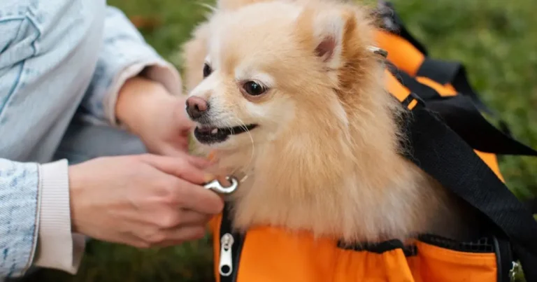 How to Choose the Best Brush For German Shepherd