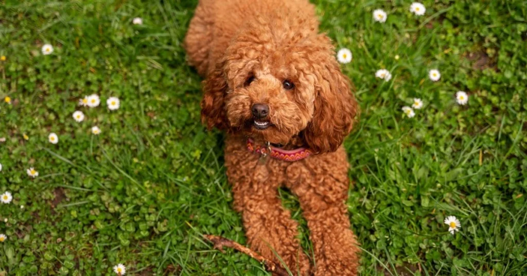 Labradoodle Health Issues