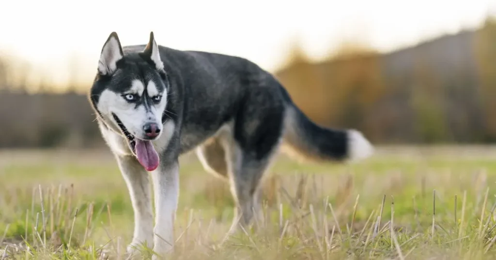 Husky Before And After Shedding