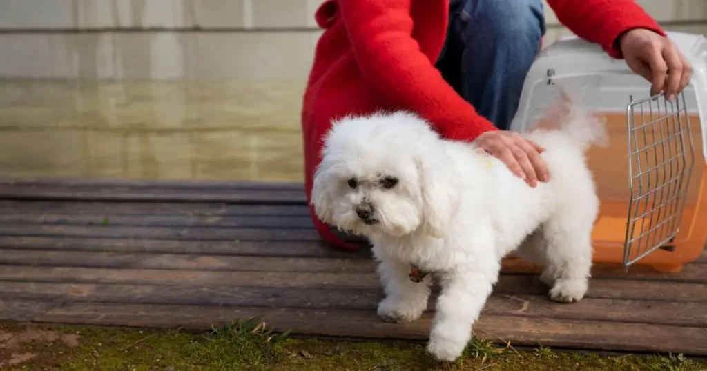 labradoodle-grooming-for-puppies-8-14-weeks-_1_ labradoodle-grooming-for-puppies-8-14-weeks