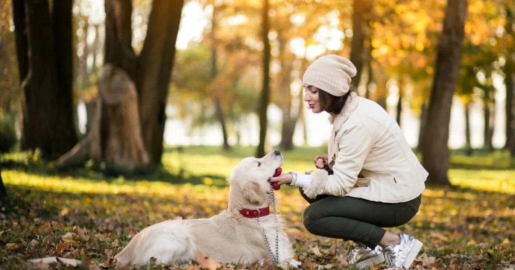 Size Variations: Standard and Mini