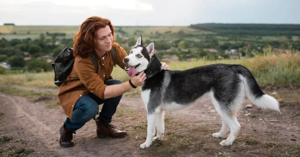 understanding-german-shepherd-shedding-and-coat-structure Understanding German Shepherd Shedding and Coat Structure