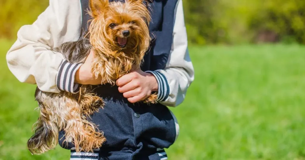 understanding-your-schnauzers-coat-_1_ Understanding Your Schnauzer’s Coat