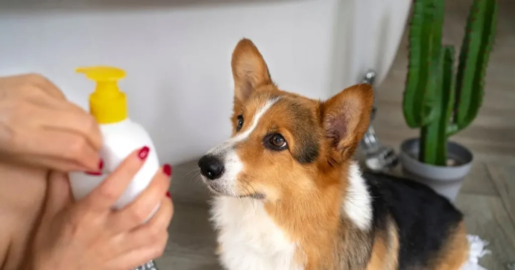 What is a Dog Conditioner?