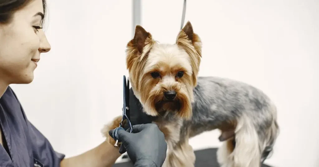 working-with-your-groomer-for-the-perfect-cut-_1_ "haircuting-process-small-dog-sits-table-dog-with-professional (1)" "working-with-your-groomer-for-the-perfect-cut (1)" "working-with-your-groomer-for-the-perfect-cut"