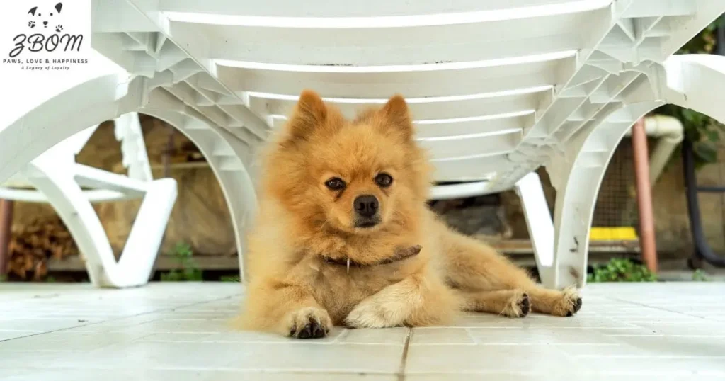 Addressing Chow Chow Challenges