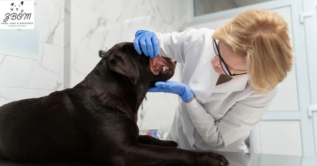 Alternatives to Laser Therapy for Dogs