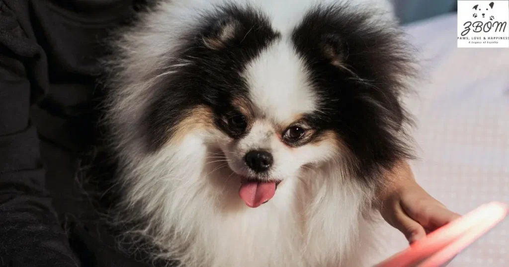 Auction Sites and Secondary Markets