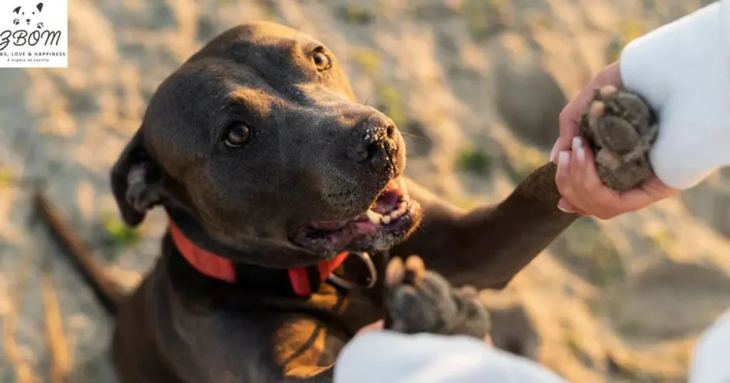 Common Symptoms of Tick-Borne Diseases in Dogs