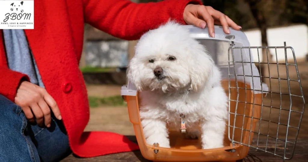 Factors Affecting the Teacup Pomeranian Price Factors Affecting the Teacup Pomeranian Price