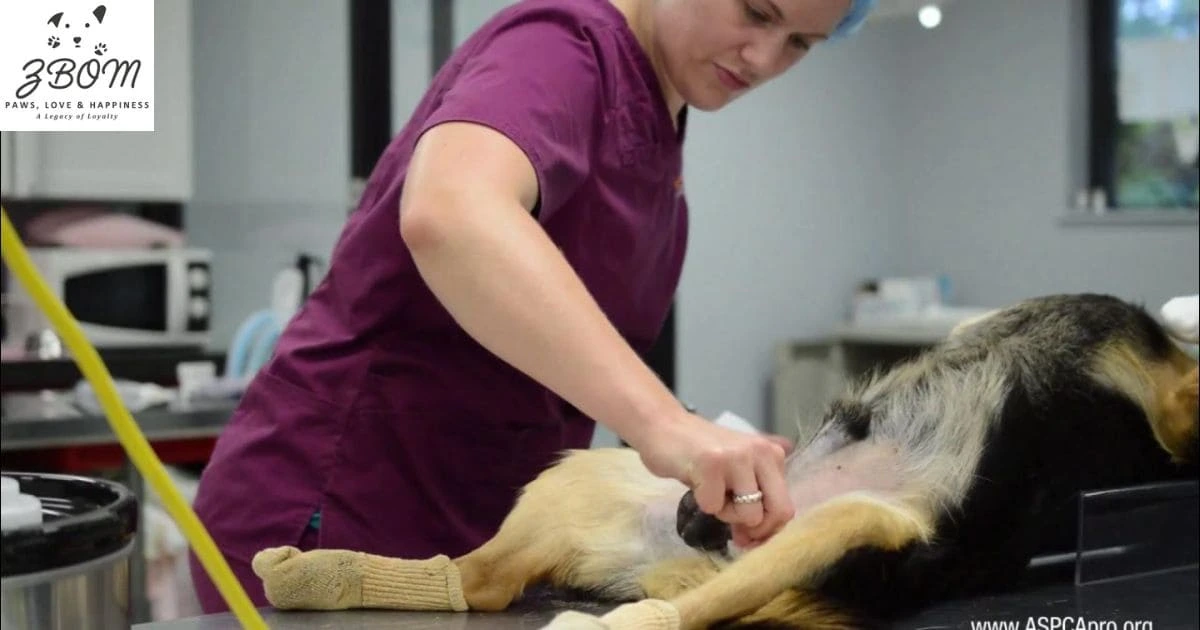 Getting Your Dog Neutered