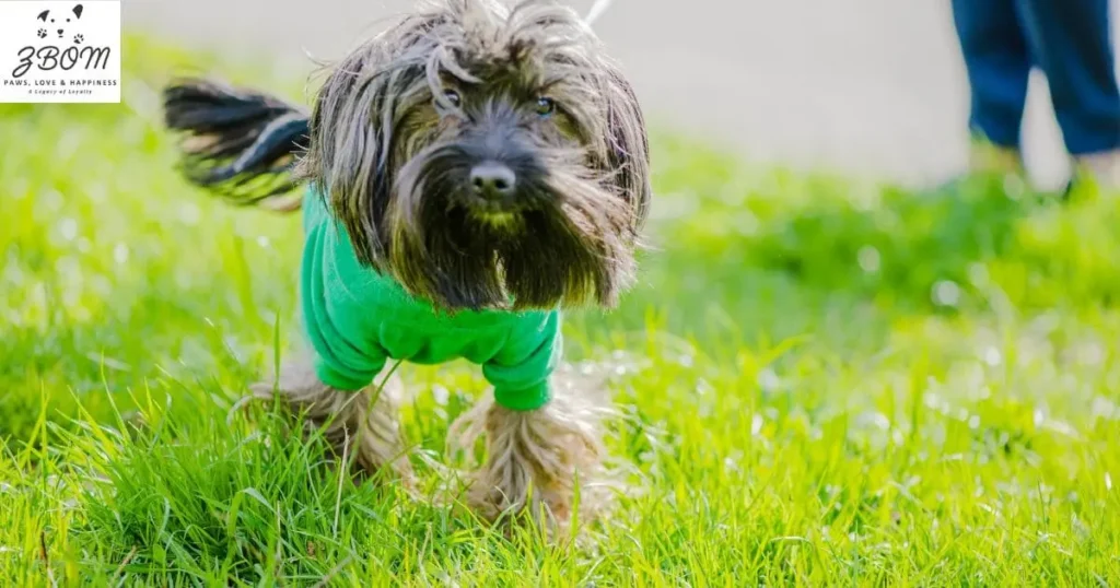 Good With Family, Wary of Strangers