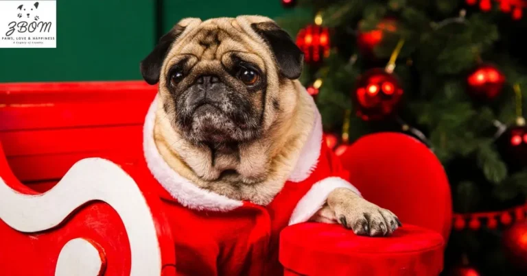 How Much Is a Teacup Pug