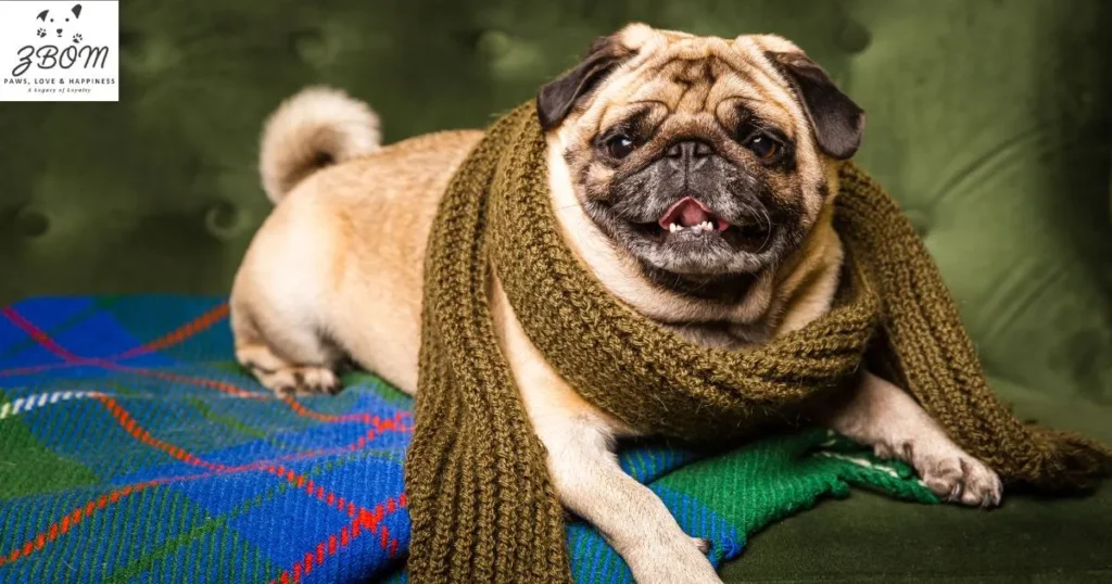 How Much Is a Teacup Pug