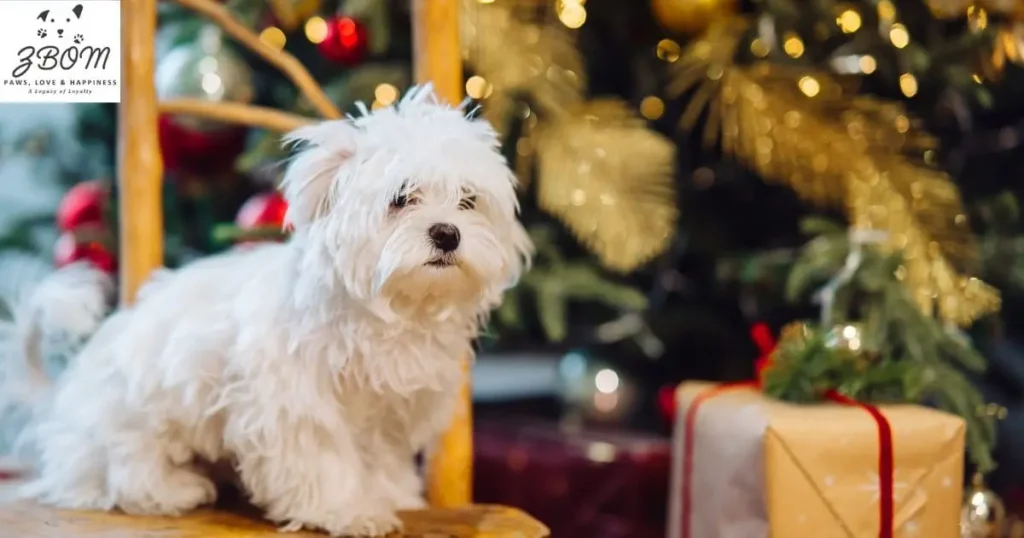 How to Choose the Perfect Maltipoo for Sale in Seattle