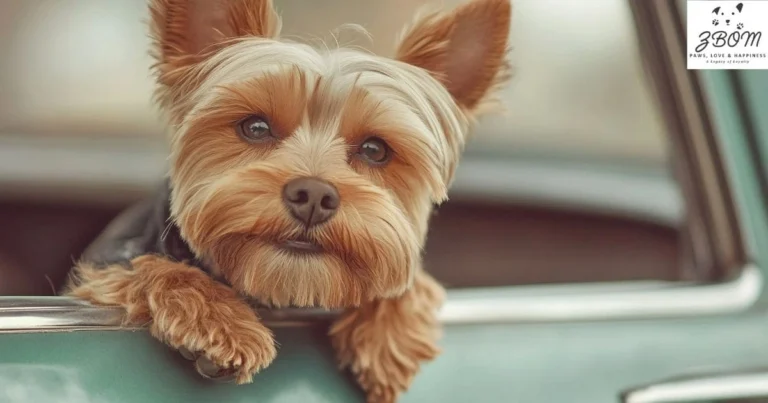 How to Choose the Perfect Teacup Maltese in Los Angeles