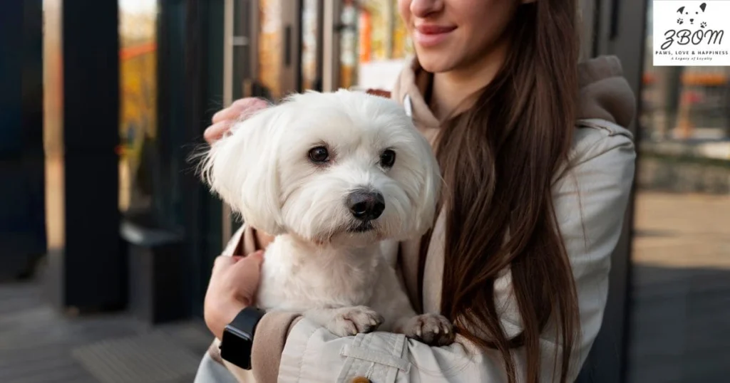 How to Choose the Perfect Teacup Maltese in Los Angeles