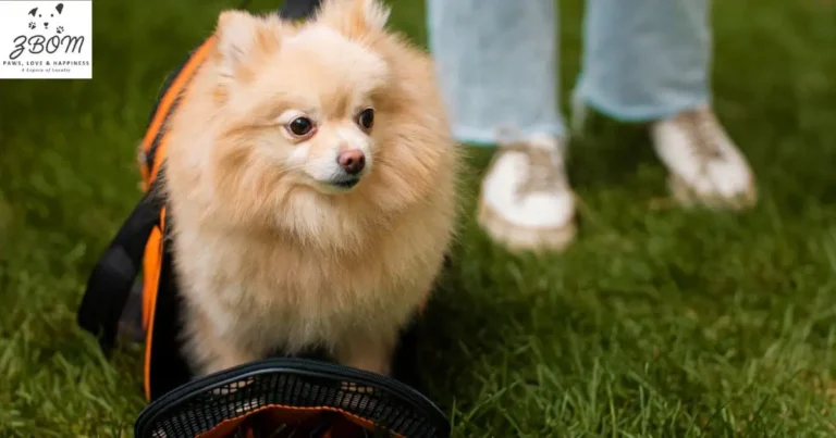 How to Determine Teacup Pomeranian Prices