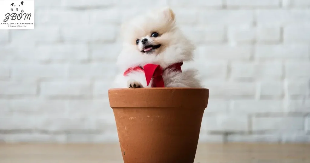 How to Determine Teacup Pomeranian Prices How to Determine Teacup Pomeranian Prices