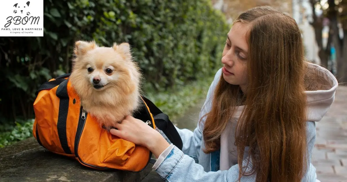 How to Train Your Mini Chow Chow
