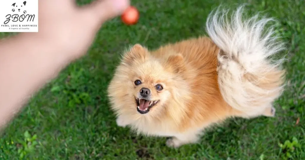 How to Train Your Mini Chow Chow