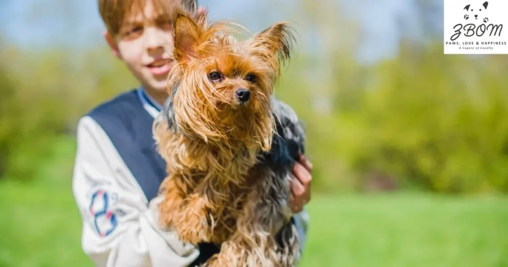 How to Train Your Yorkie Bebe How to Train Your Yorkie Bebe