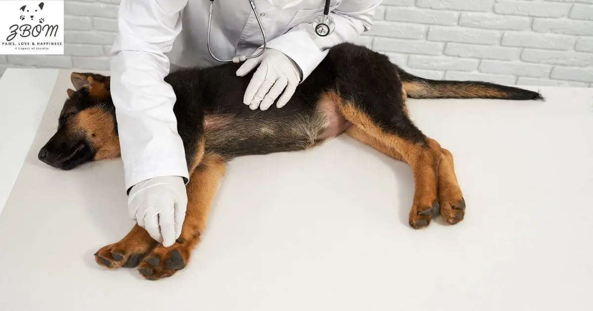 Laser Neutering for Dogs